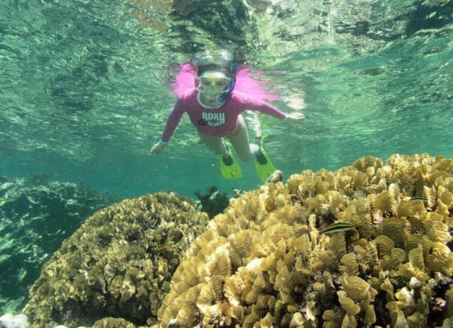 Snorkel en arrecifes